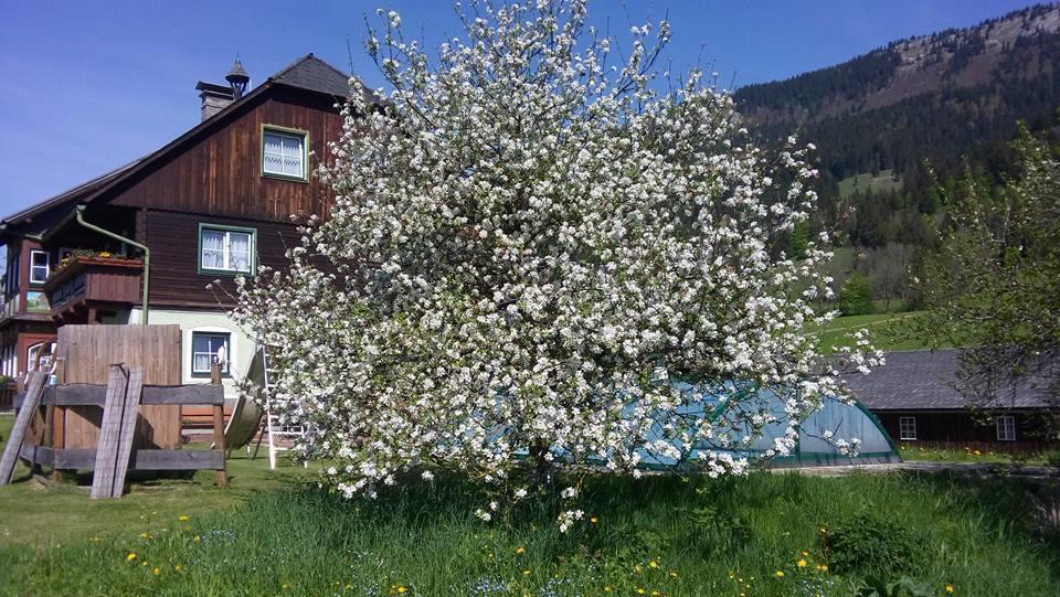 Bunzbauernhof Villa Bad Mitterndorf Dış mekan fotoğraf